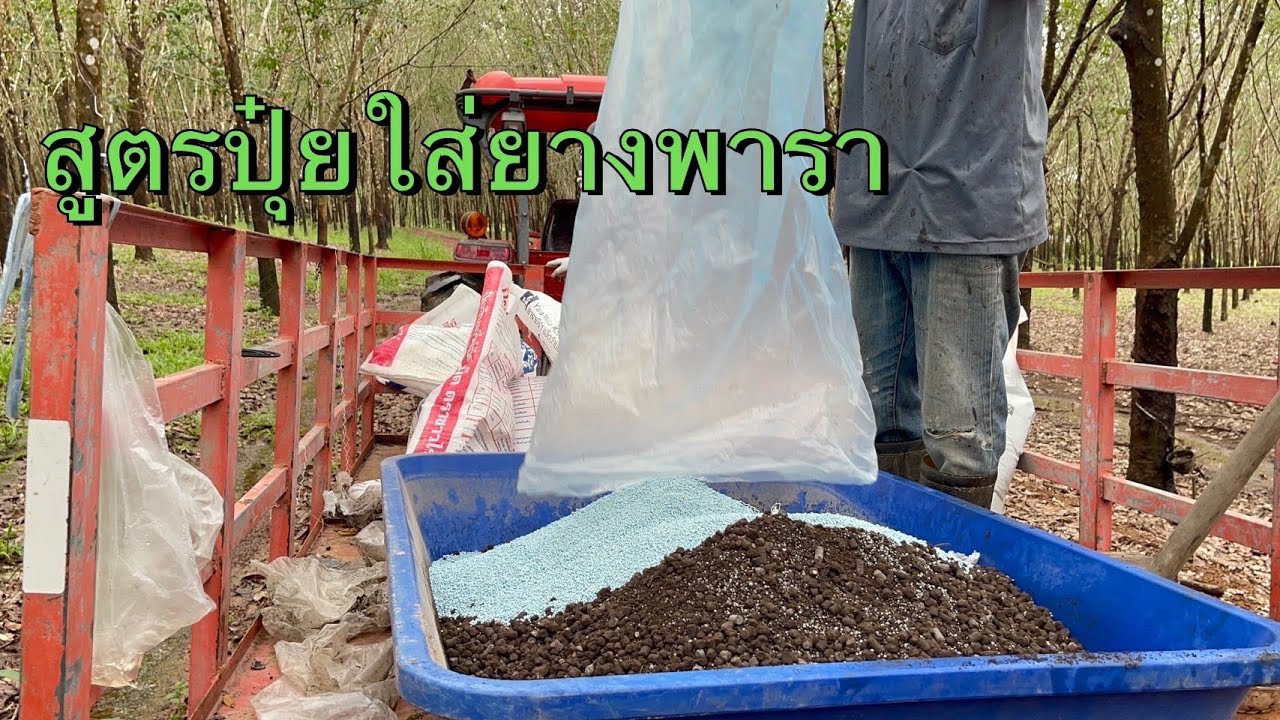 สูตรปุ๋ยใส่สวนยางพารา ดีจริง ช่วยลดต้นทุน เพิ่มผลผลิต