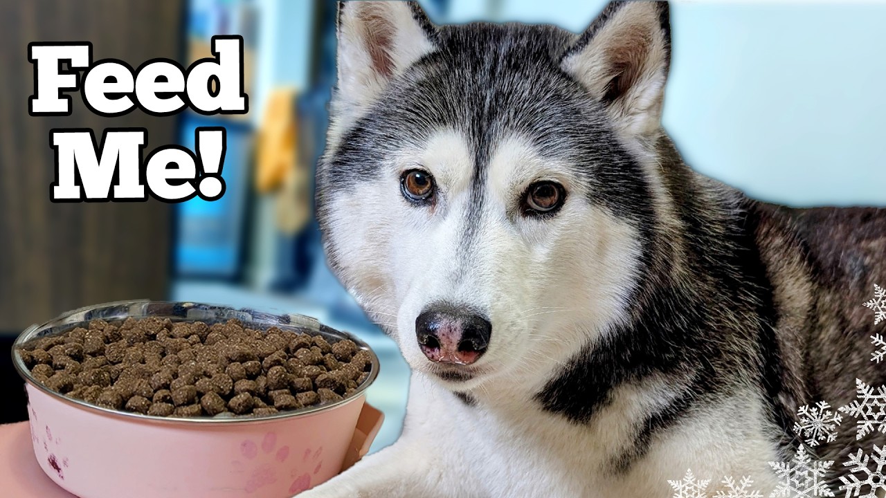 My Dogs Dinner Routine (Spring Edition!) | A Day in Our Dogs' Life