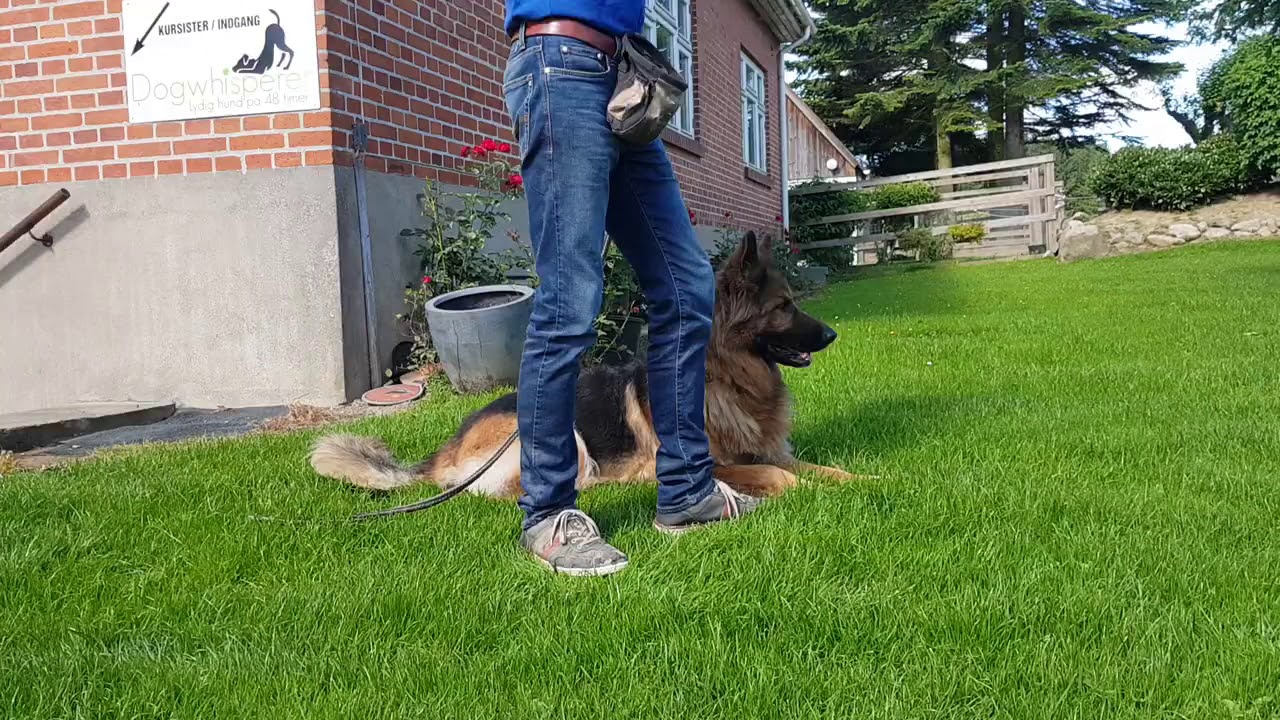 MØDET MED ANDRE HUNDE. SÅDAN GØR VI