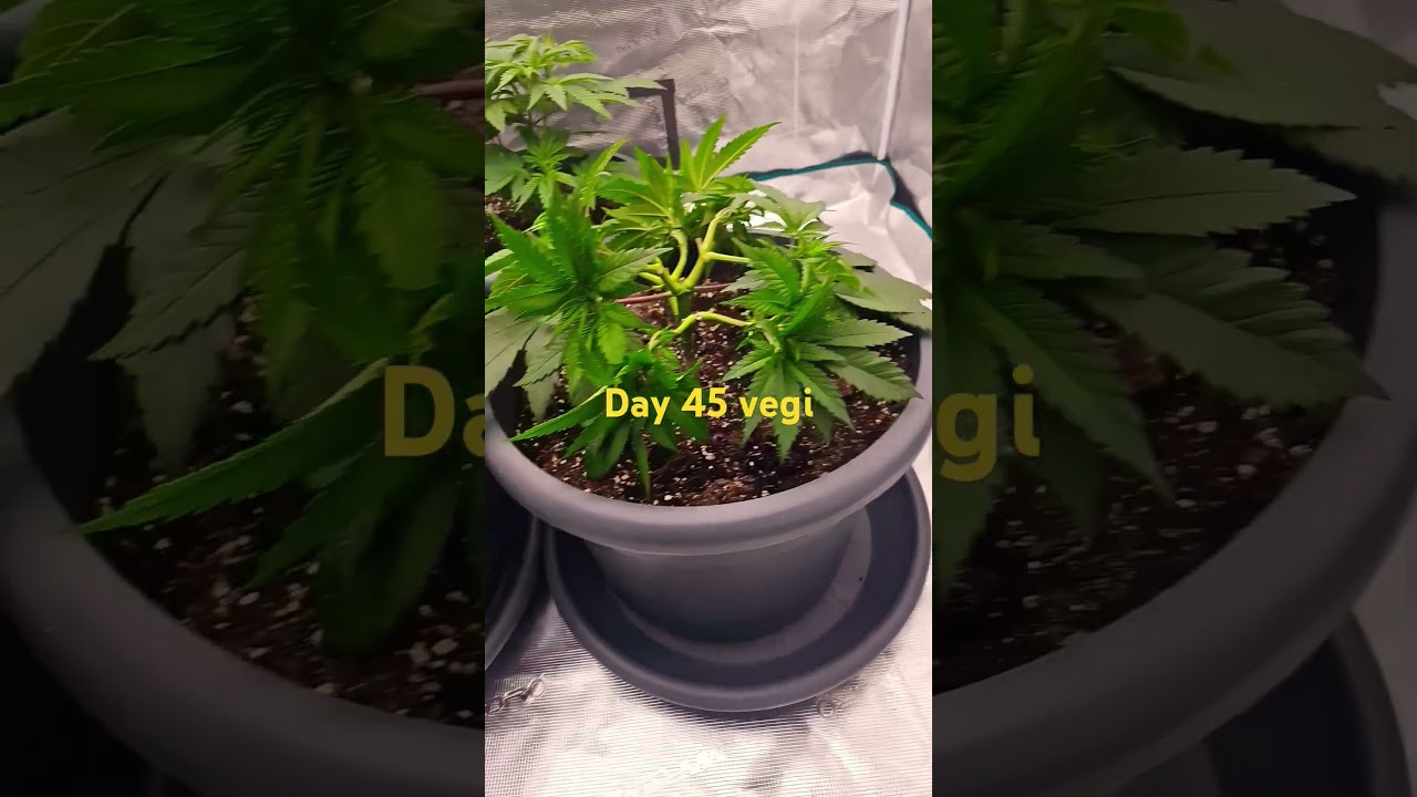 super lemon haze greenhouse seed #reggae#weed#cannabis#grower#indoor#smokeweed#smoke#ganja