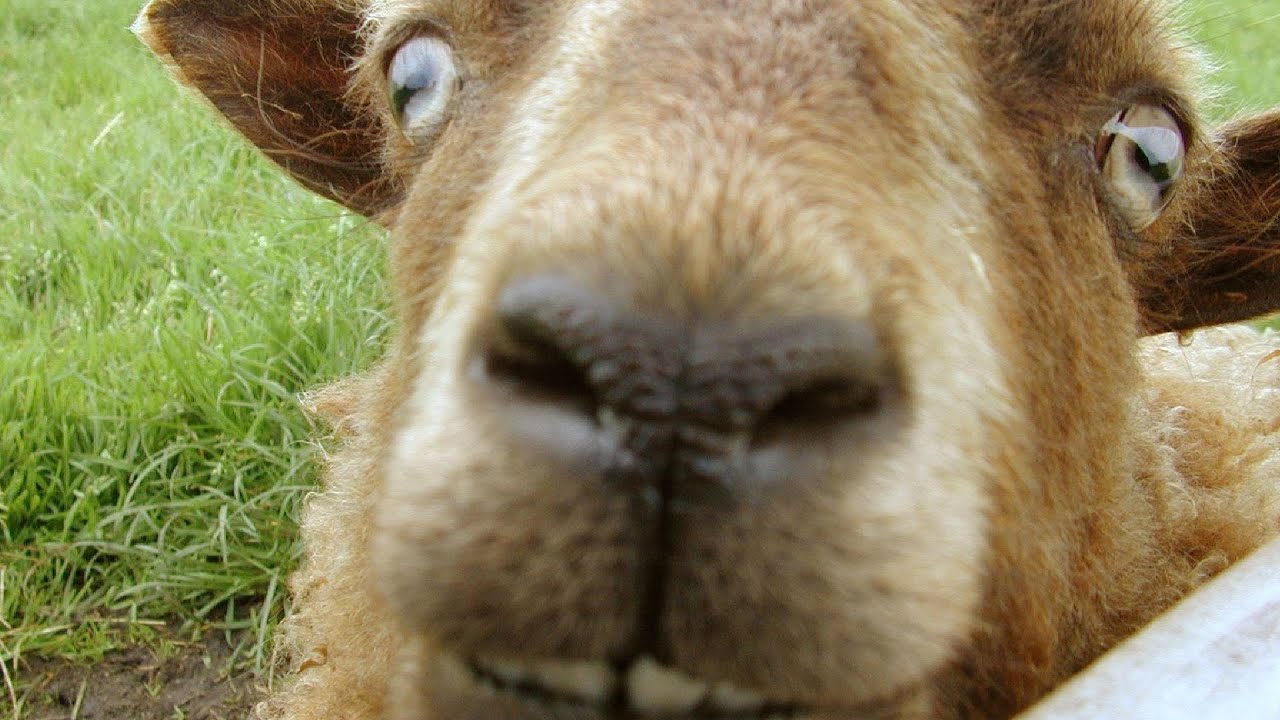 Livestream With Lewis Rezzed - GOAT SIMULATOR 2014 - Saving Lives