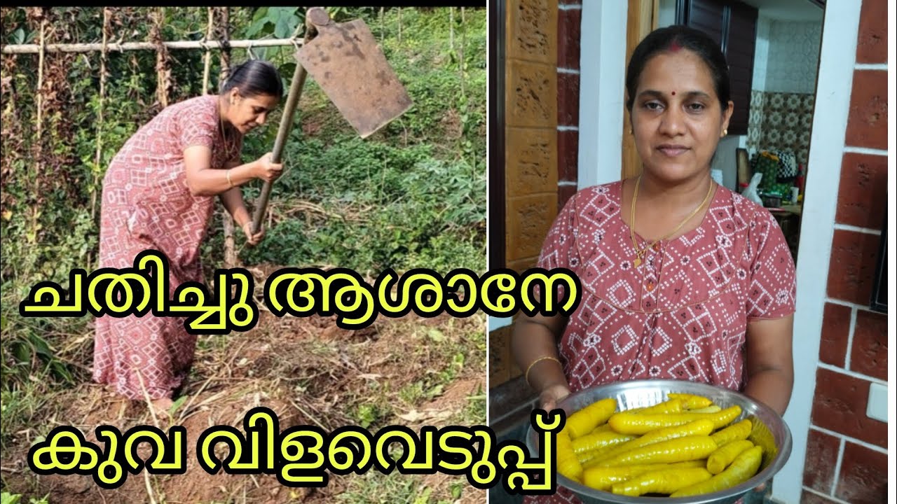 കുവ വിളവെടുപ്പ്😔 #kuva vilaveduppe