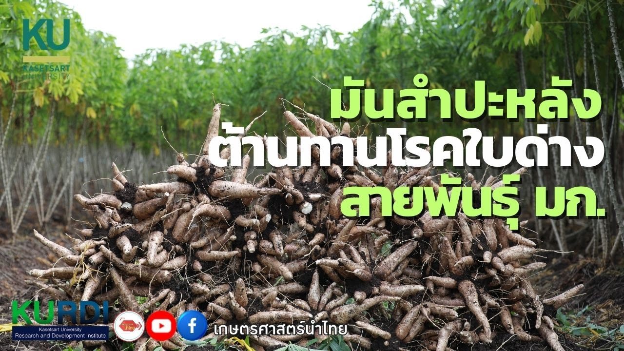 มันสำปะหลังต้านทานโรคใบด่าง สายพันธุ์มหาวิทยาลัยเกษตรศาสตร์