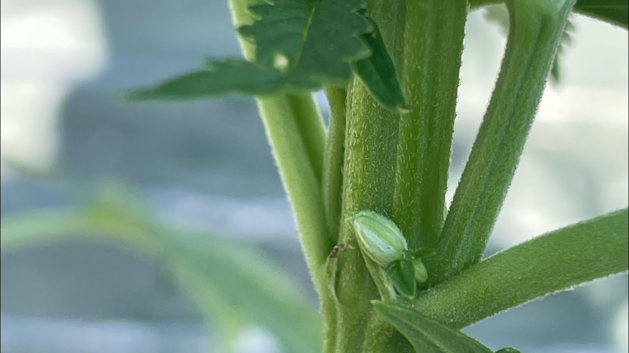 Episode 11 - hermie spotted!  From Seed to Harvest outside uk 2023