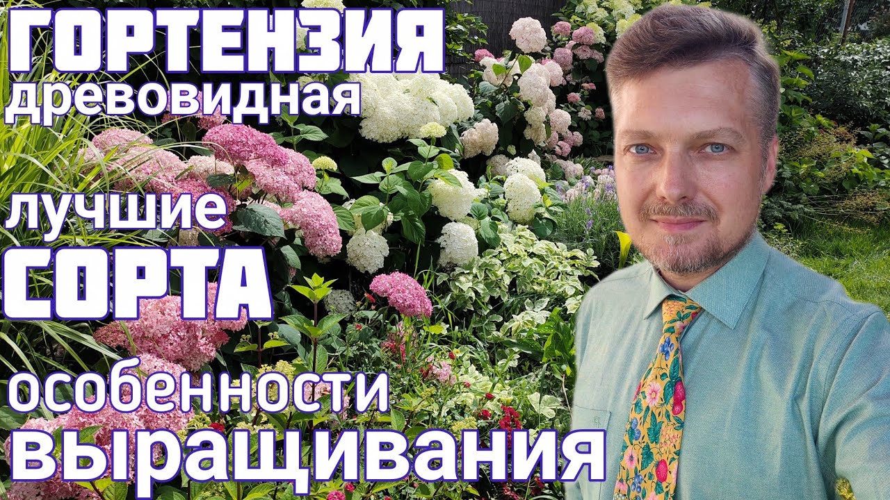 Лучшие СОРТА ГОРТЕНЗИИ древовидной👑 особенности выращивания👑 ЦВЕТЕНИЕ коллекции👑 нашего САДА 