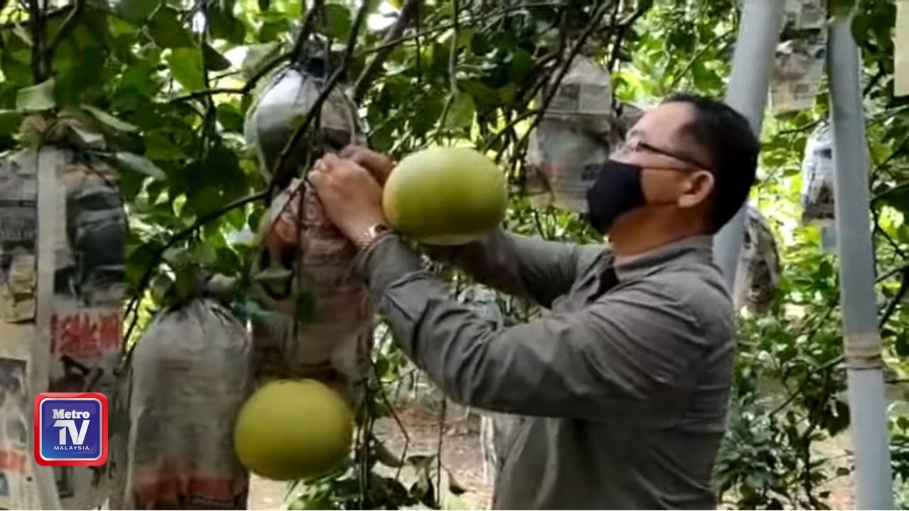 Pelombong popularkan limau Tambun