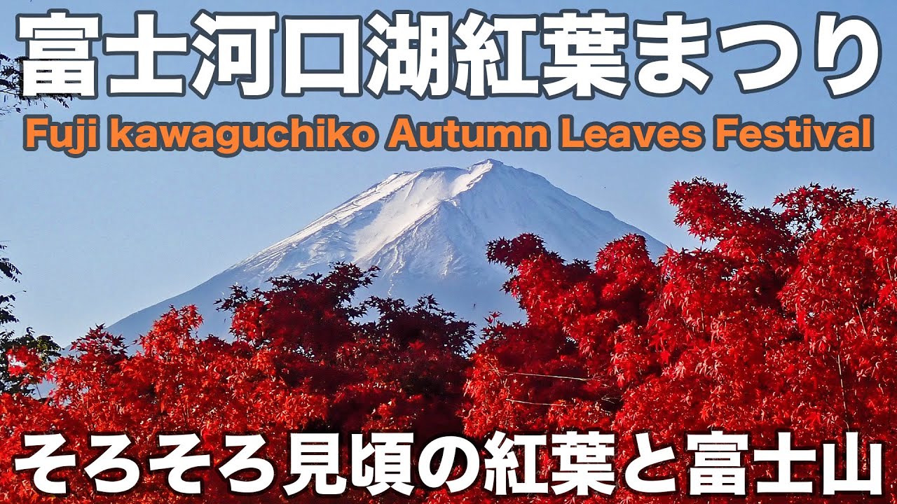 富士河口湖紅葉まつり[Fuji kawaguchiko Autumn Leaves Festival] 2025年11月7日 そろそろ見頃の紅葉と富士山の大展望