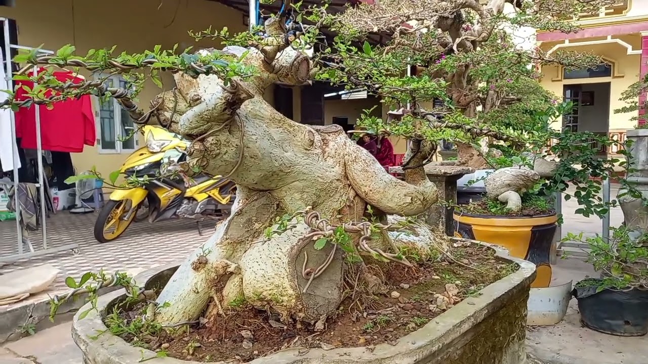 Duối khai thác thân hình đẹp, nhìn rất lạ mắt