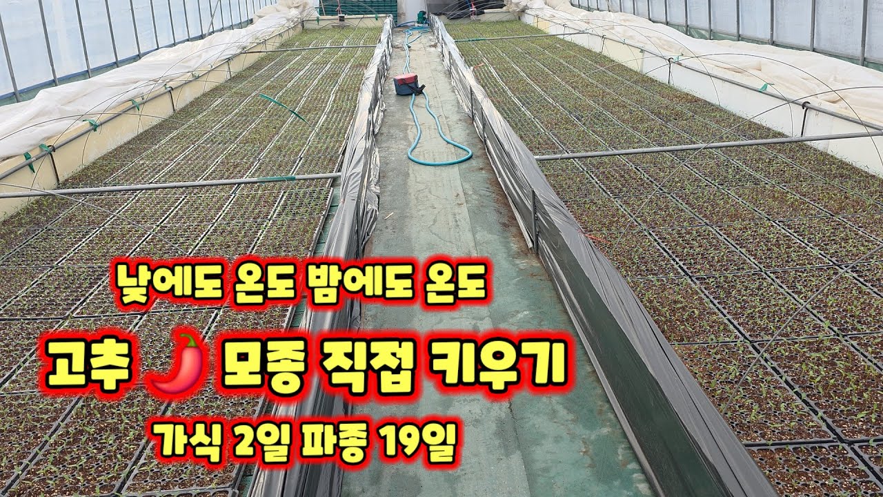 고추 가식 2일 파종 19일 괴산 청결고추 모종 직접 키우기 자연울림 괴산 풀뿌리농장 석성수 재배방식 괴산유튜브 농튜브 유튜브 드림 [고추재배방법]
