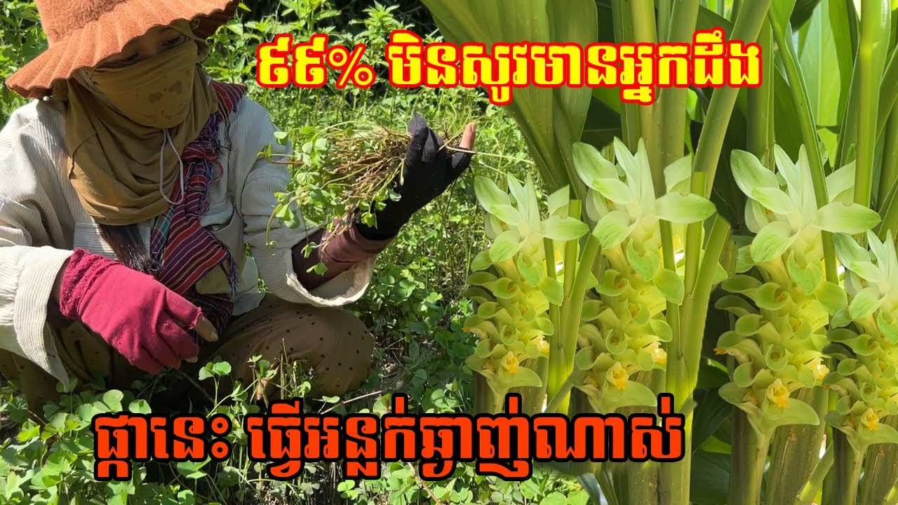 ៩៩% មិនសូវមានអ្នកដឹង ផ្កានេះ ធ្វើអន្លក់ឆ្ងាញ់ណាស់ ជាមួយទឹកប្រហុកឬទឹកគ្រឿង