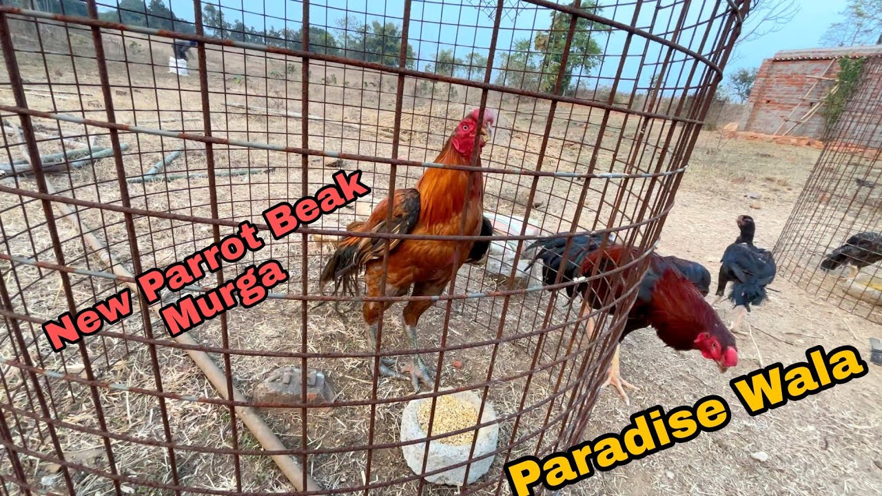 Paradise Ka Murga Ready Hai....