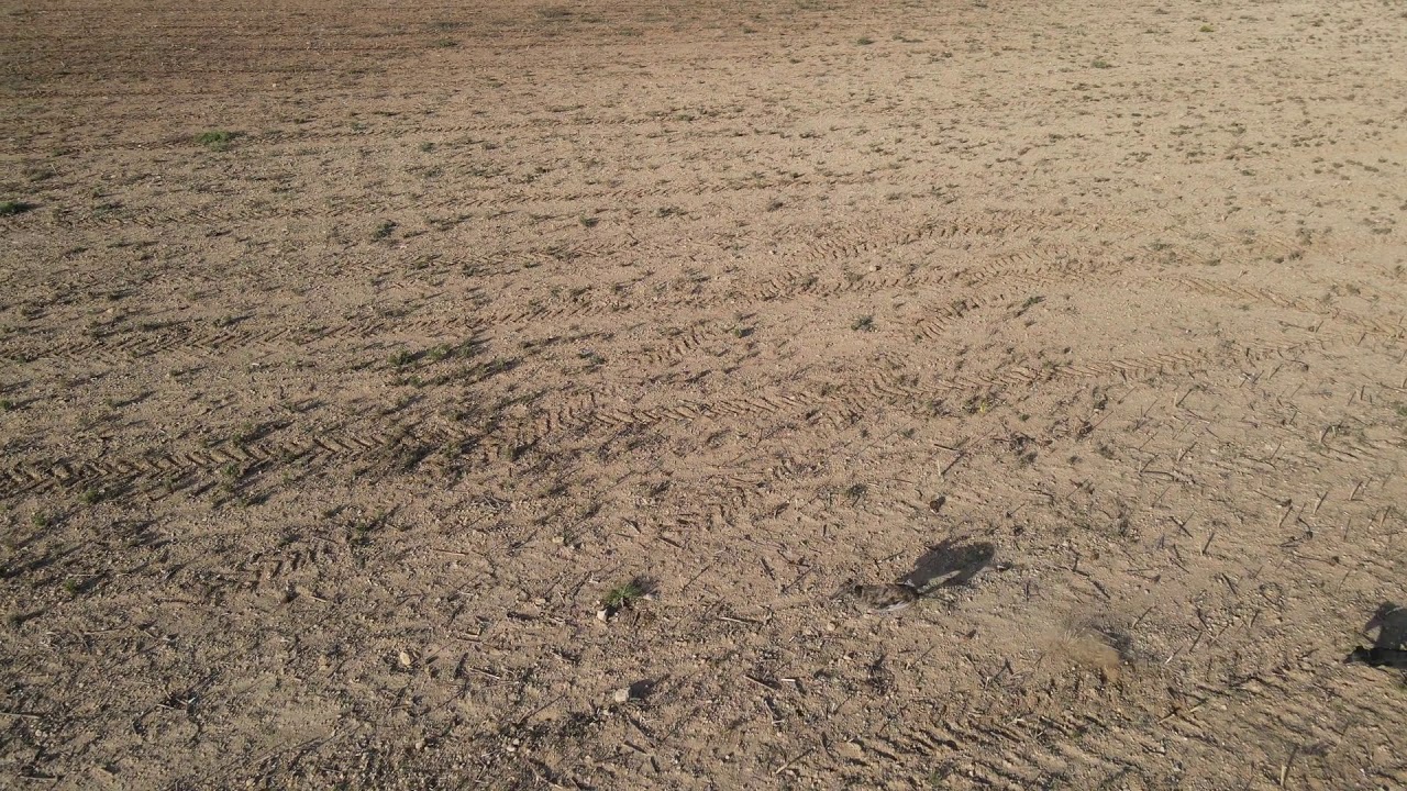 Carreras de galgos desde dron 2020-2021
