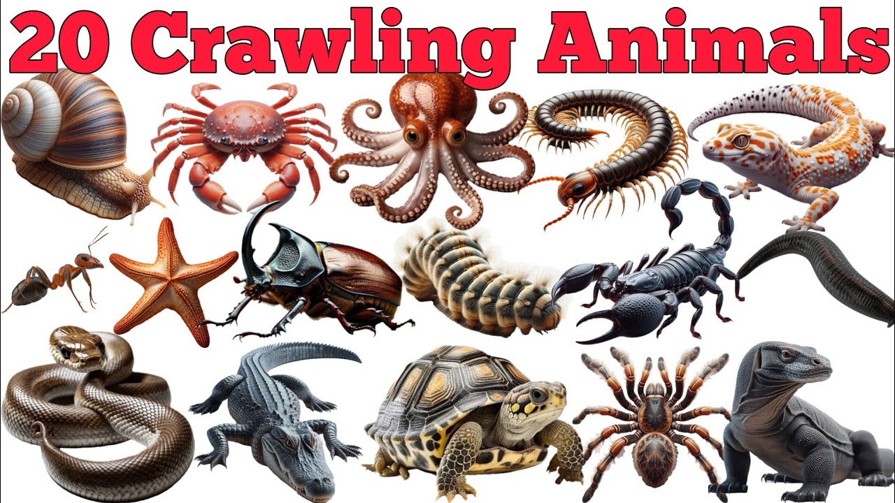 20 Crawling Animals Names In English & Hindi With Fun Facts | Fun Learning For Pre-school Children