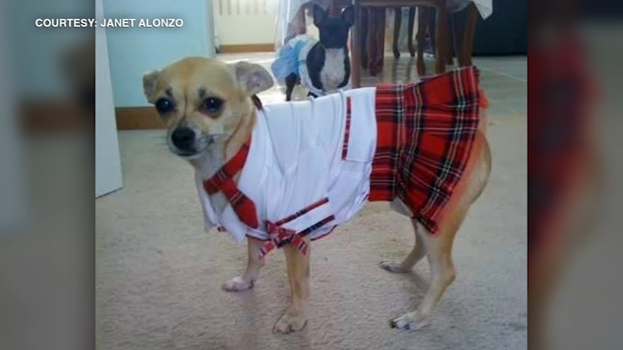 Chihuahua killed by coyote in Deerfield backyard