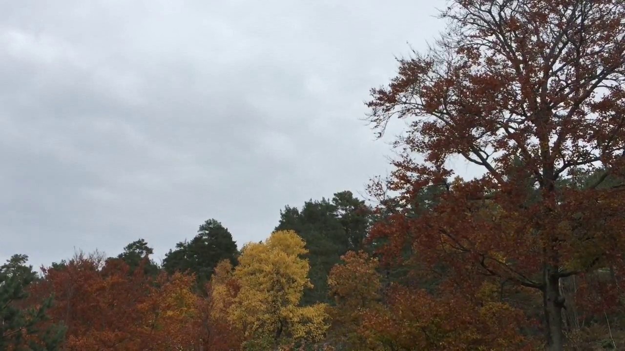 Very rare bird turns up on naturecam! Web cam directly from Teieskogen in Norway - EBR frie kunstrom