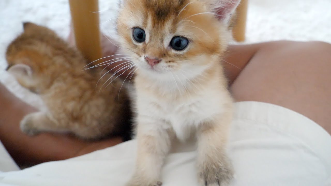 Have there ever been other kittens so friendly?