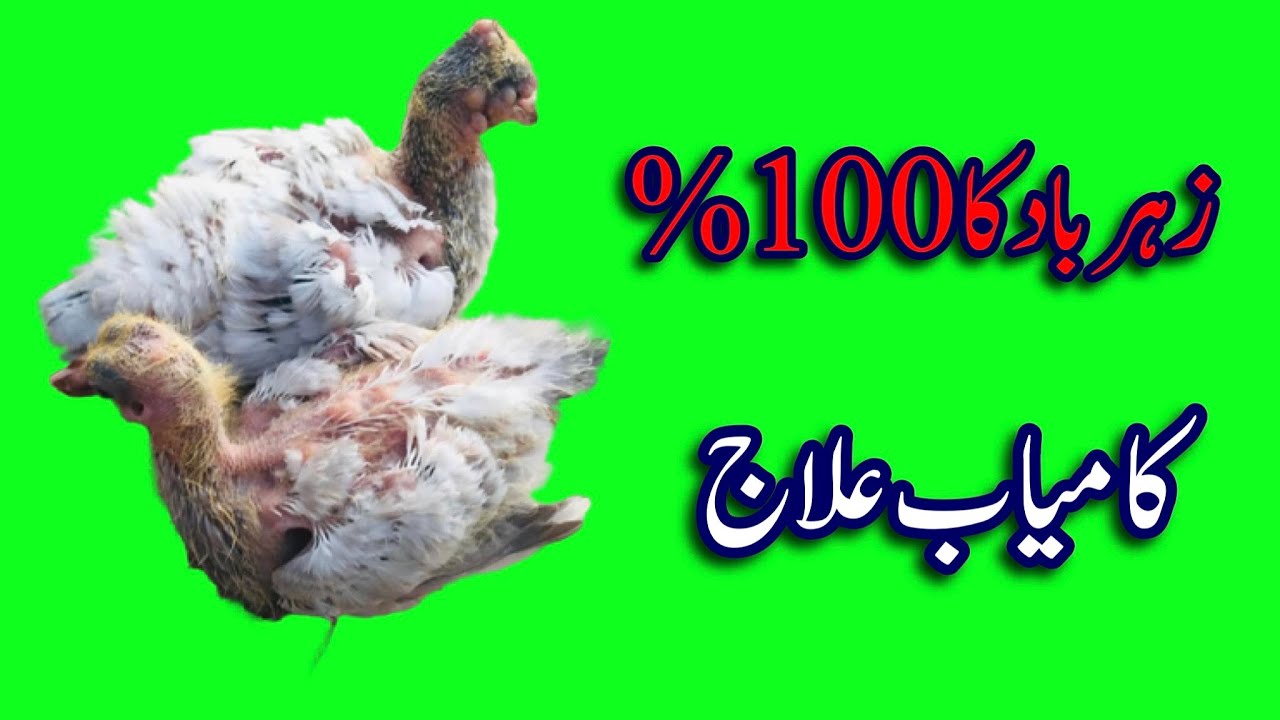 Zaher baad ka ilaj || Afzaal Pigeons
