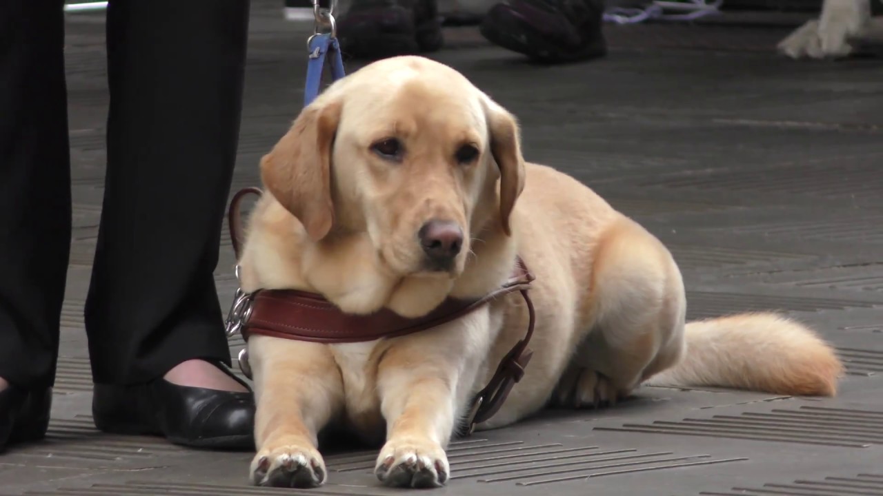 Labrador Guide Dogs Graduation Day with puppy show in Sydney, Australia 2016 (4K)