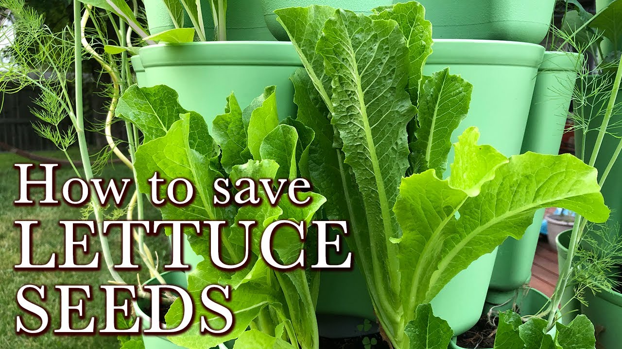 How to save Lettuce Seeds - Easy seed saving - Collect and process seed from your own plants easily
