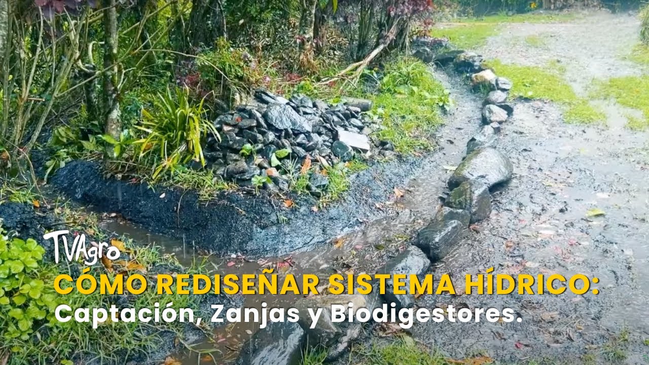 Cómo Rediseñar Sistema Hídrico: Captación, Zanjas y Biodigestores - TvAgro por Juan Gonzalo Angel