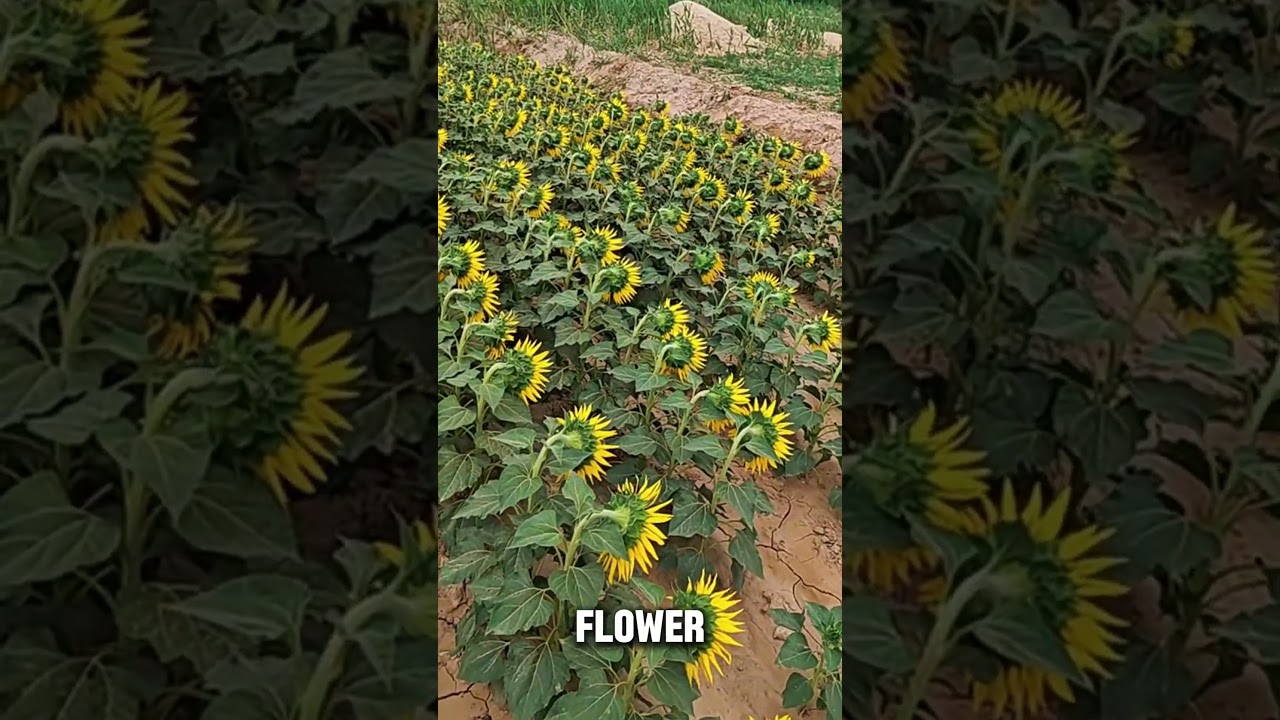 Why Sunflowers Stop Following the Sun