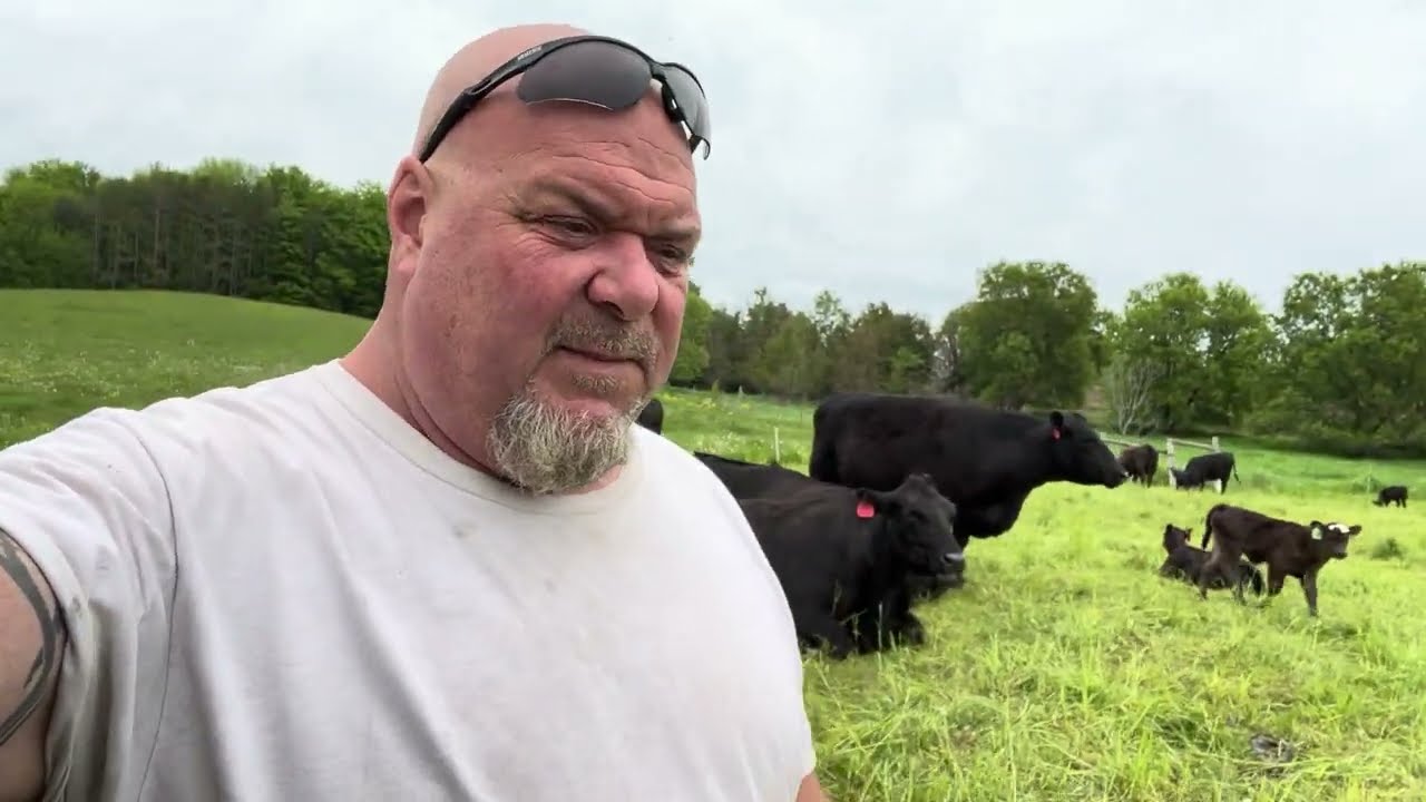 New Calves!!