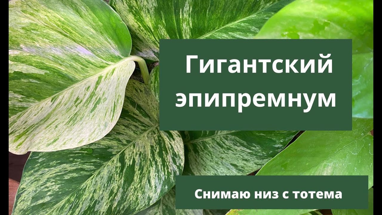 Гигантский эпипремнум. Снимаю низ с тотема