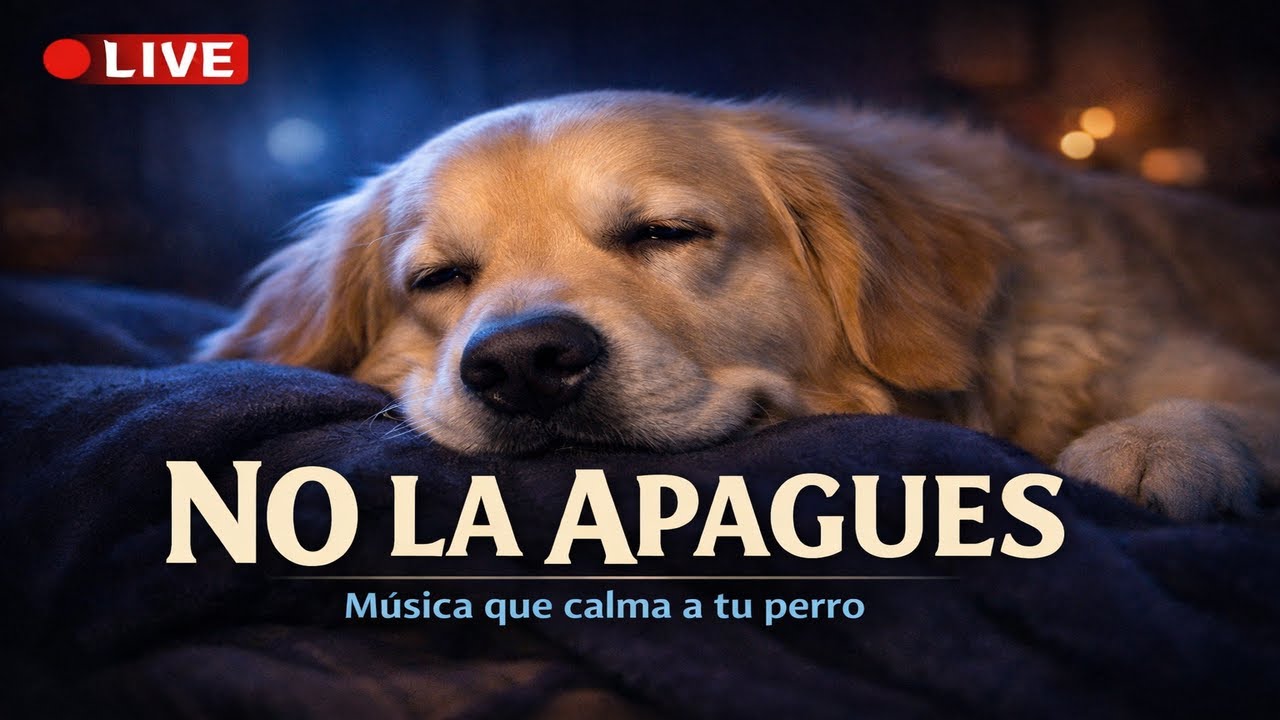 Tu Perro Se Relajará con Esta Música en Directo (No la Apagues)