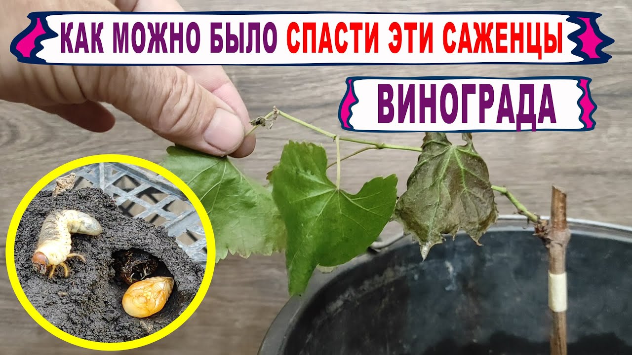 🍇 СПАСАЙТЕ СВОИ САЖЕНЦЫ ВИНОГРАДА! Листья ВЯНУТ, КРАСНЕЮТ, ОПАДАЮТ. Вот ПОЧЕМУ и что надо делать?