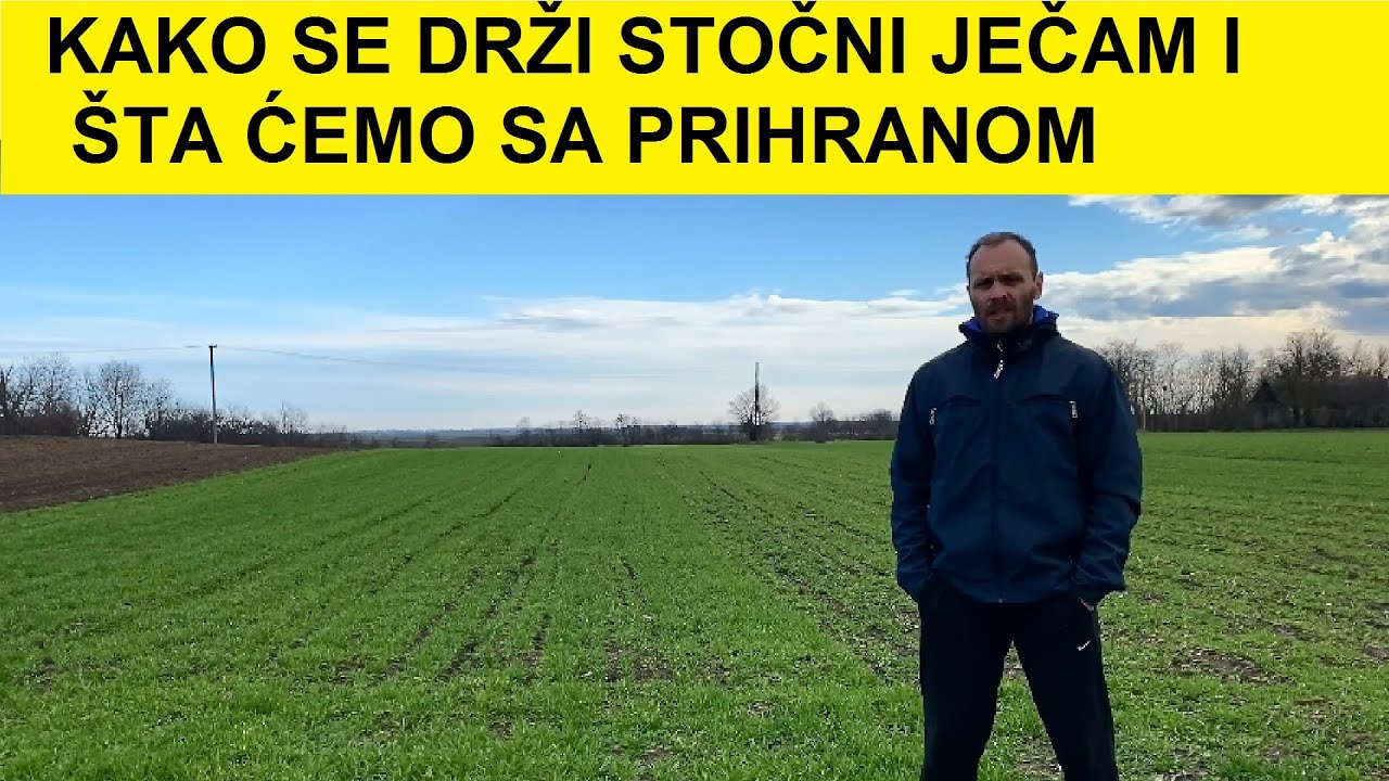 Ječam mesec dana nakon prskanja protiv lisnih va&scaron;i