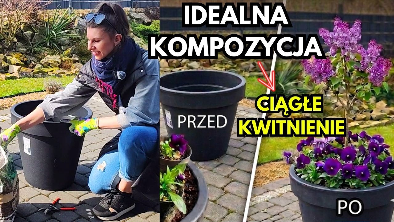 Odporny, tani i kwitnie 2x! Drzewko do donicy i ogrodu