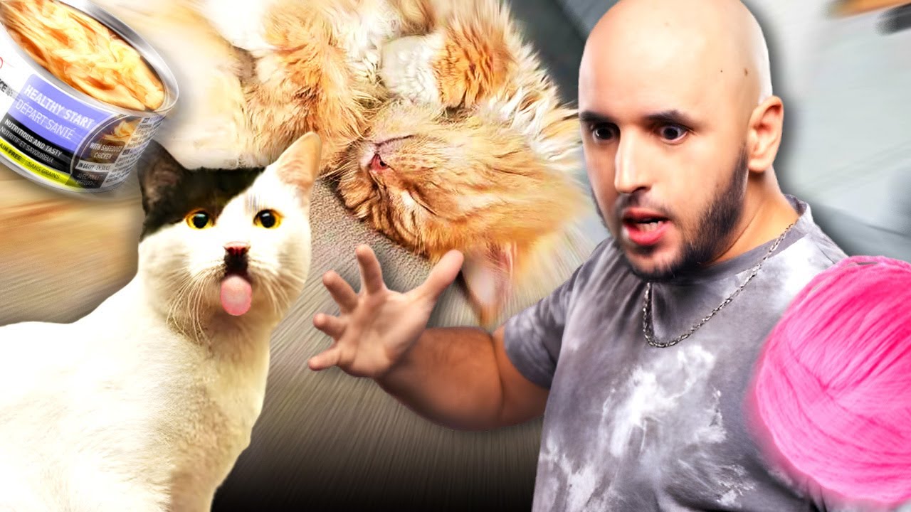 MES CHATS NE ME RESPECTENT PAS - Storytime Jiraya