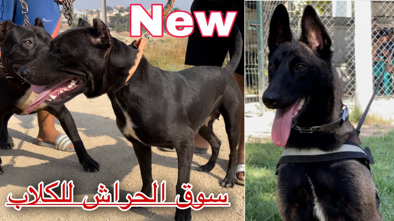سوق الحراش للكلاب 2022