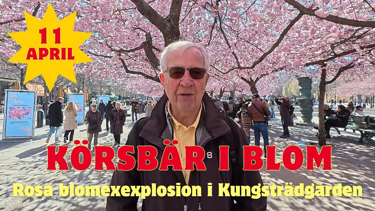 2025-04-11 KÖRSBÄR I BLOM - Rosa blomsterexplosion i Kungsträdgården