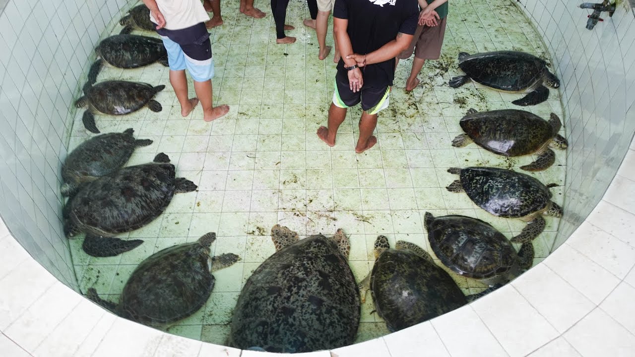 SEA TURTLES SAVED FROM BLACK MARKET | indonesia, endangered species, ocean conservation