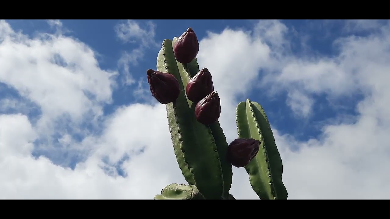Meu Pé de Serra: A Beleza Simples do Sertão que Poucos Enxergam