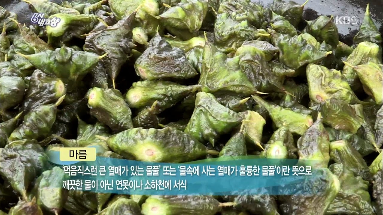 6시 내고향 - 물에서 핀 열매, 마름 - 전북 정읍.20161019