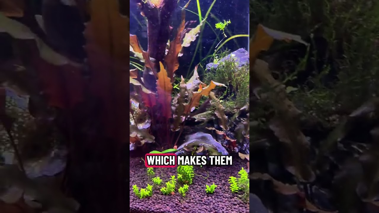 Cryptocoryne Care Guide | Easy Beginner Aquarium Plant