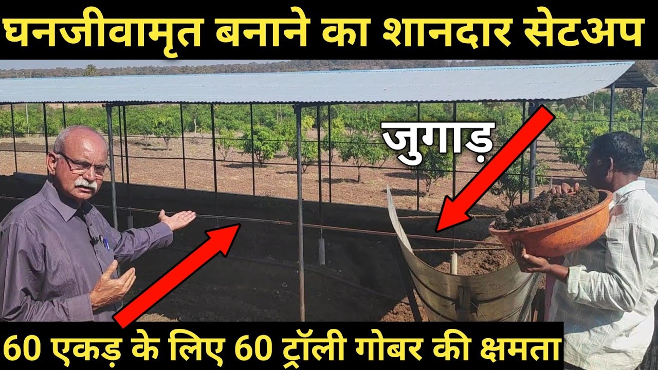 Ghan jeevamrut  | Ghan Jeevamrut preparation | Subhash Palekar Natural Farming