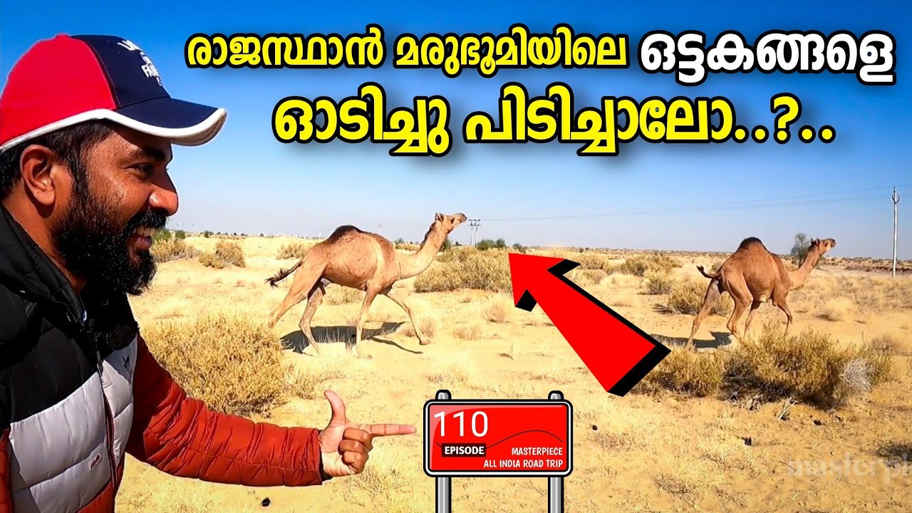 ഒട്ടകങ്ങളെ രാജസ്ഥാൻ മരുഭൂമിയിൽ നിന്ന് ആർക്കും ഓടിച്ചു പിടിക്കാം 🐪😲 Rajasthan Camels Eps|110
