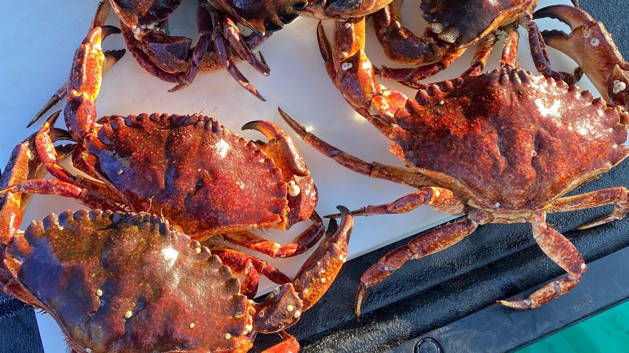 How To Prepare Red Rock Crab