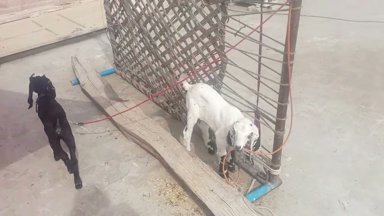 Bakri k bachon nay tang Kya hoa tha #animal #goat #beautifullgoats #viral 