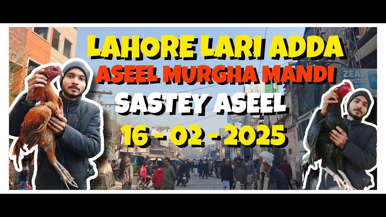 Lari Adda Lahore Murga Mandi Latest Price Update 2025 | Lahore Lari Adda Aseel Murgha Mandi 