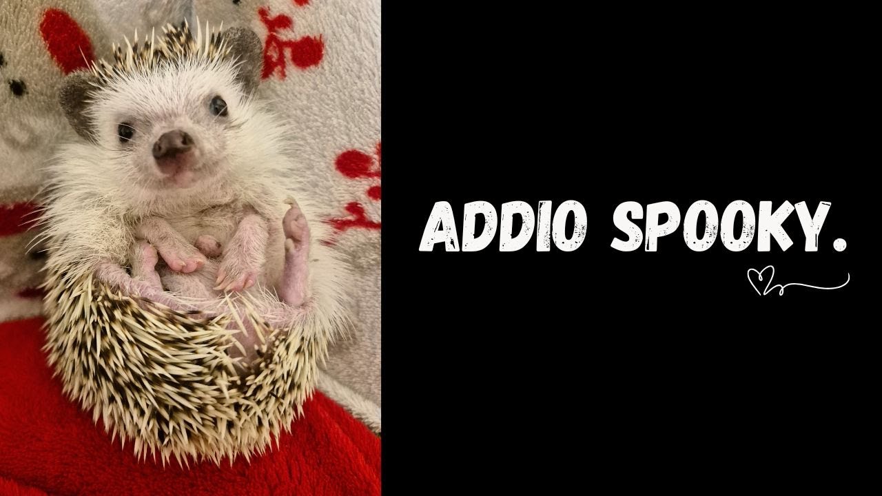 RICCIO SPOOKY NON CE L'HA FATTA...