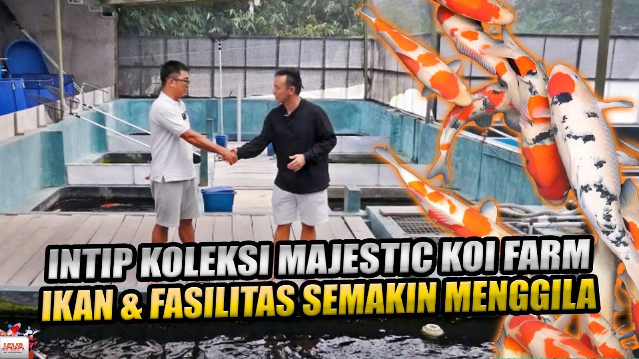 GREBEK MAJESTIC KOI FARM BOGOR | KOI BERKUALITAS ADA DISINI!