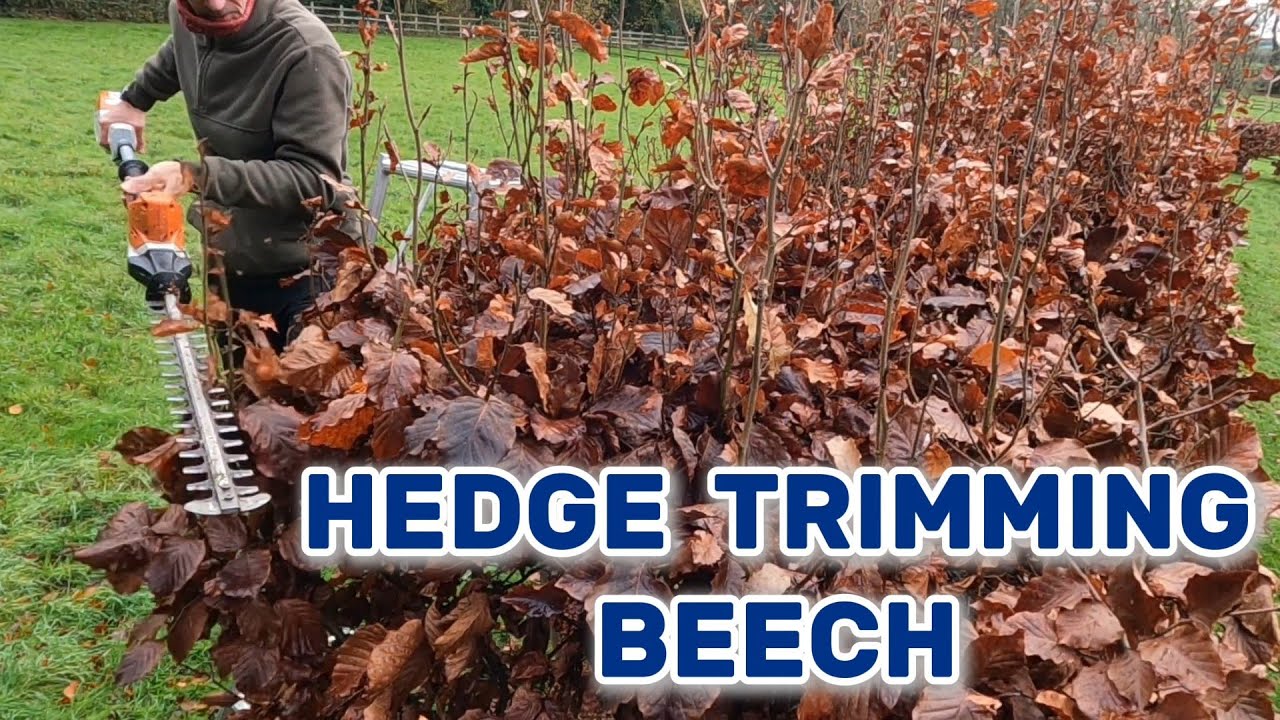 Beech Hedge trimming