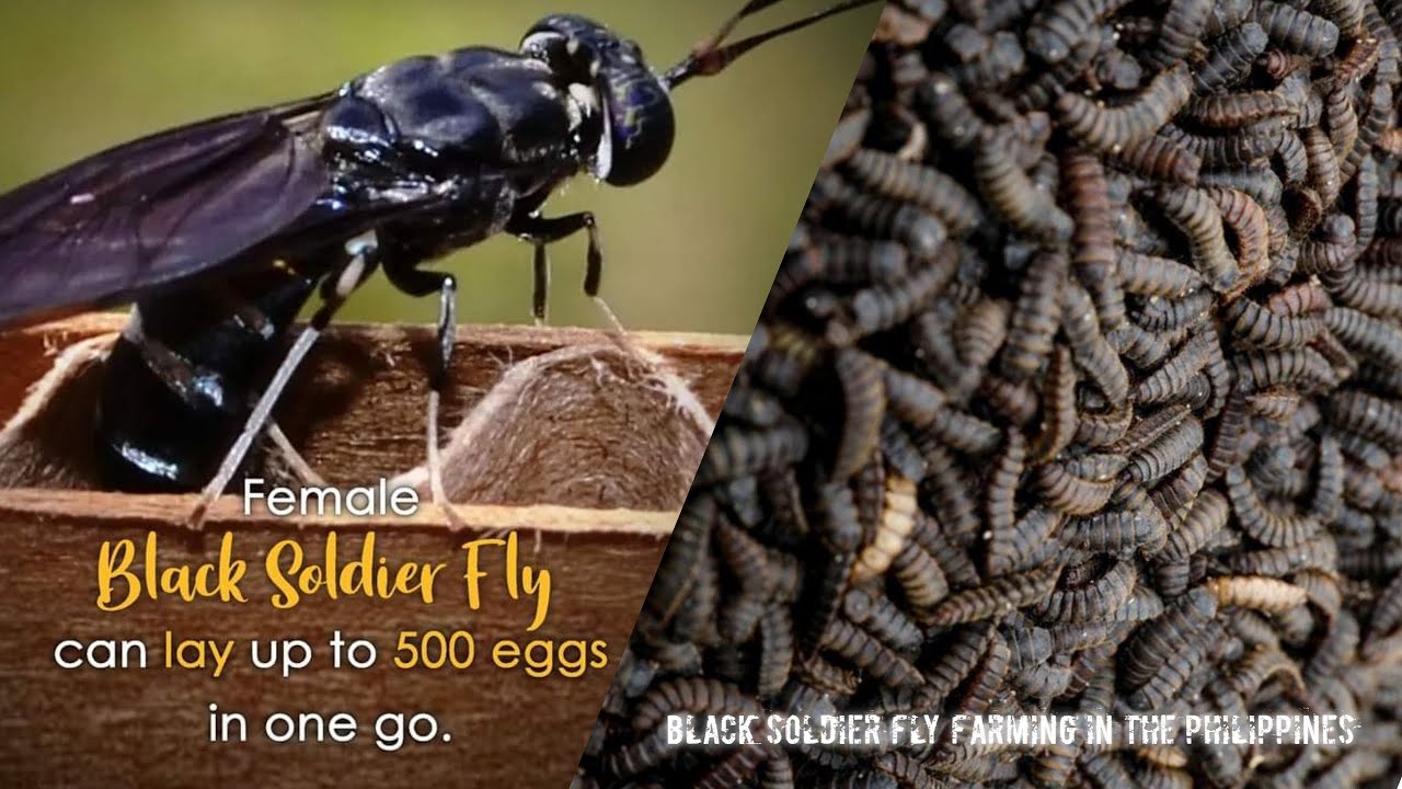 Black Soldier Fly Farming in the Philippines | Sustainable Farming System