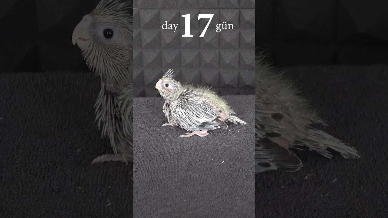 Cockatiel baby bird 1 to 42 days growth stages#trending #shorts