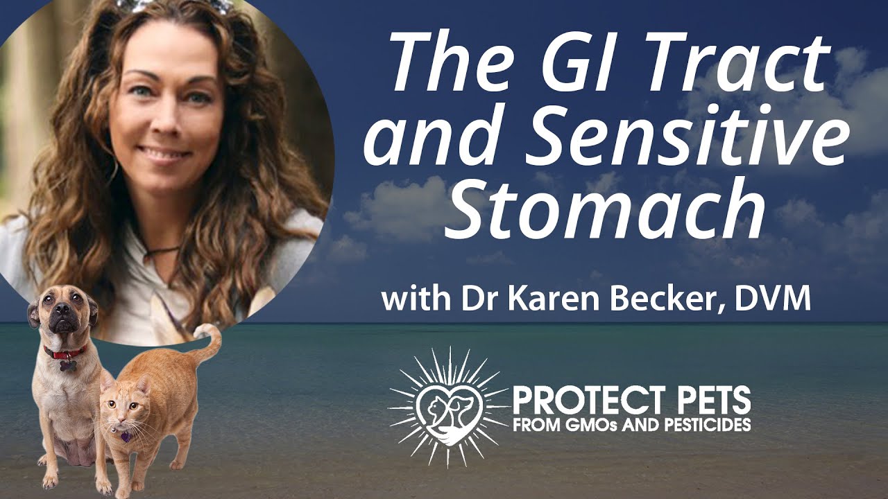 The GI Tract and Sensitive Stomach with Dr. Karen Becker, DVM