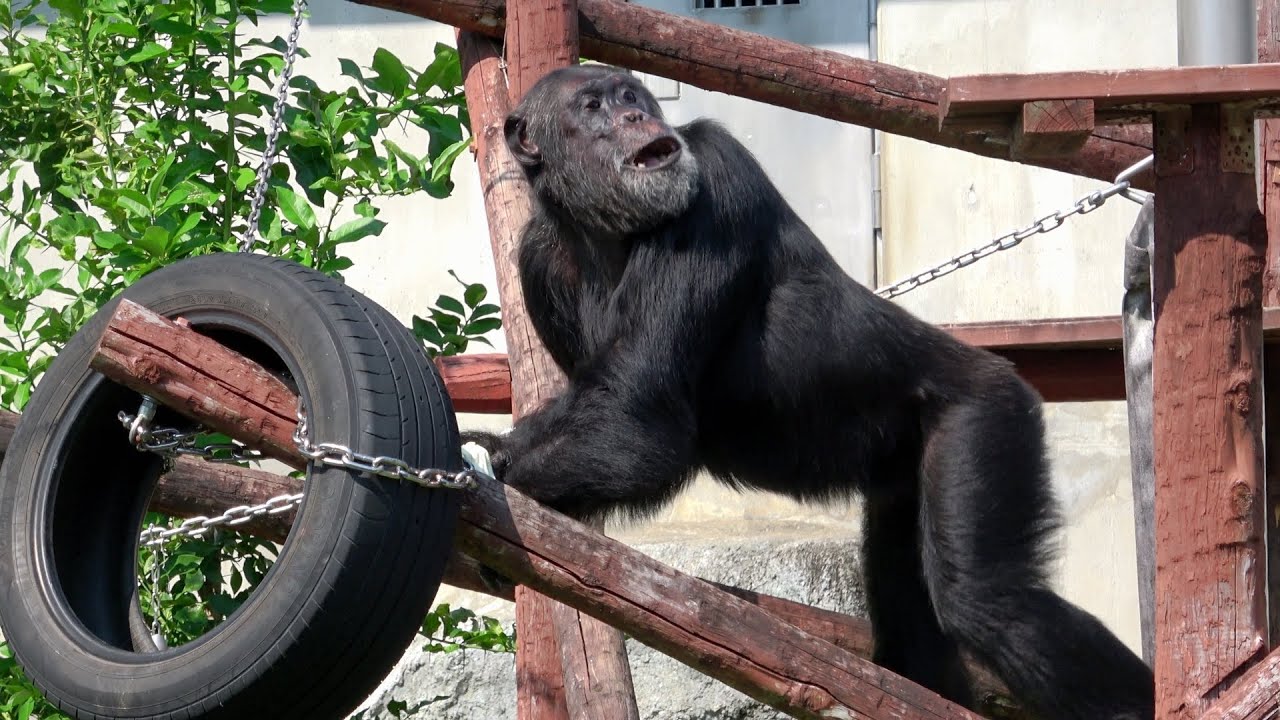 Morning! JUN-kun, CHICO-chan, and CHERRY-san/Not alone ひとりぼっちでない Chimpanzee Hama Zoo
